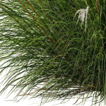 80 Different SETS Of Grass and Bush SET VOL08