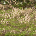 80 Different SETS Of Grass and Bush SET VOL08