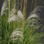 80 Different SETS Of Grass and Bush SET VOL08
