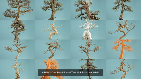 9 RAW SCAN Dead Bonsai Tree High Poly