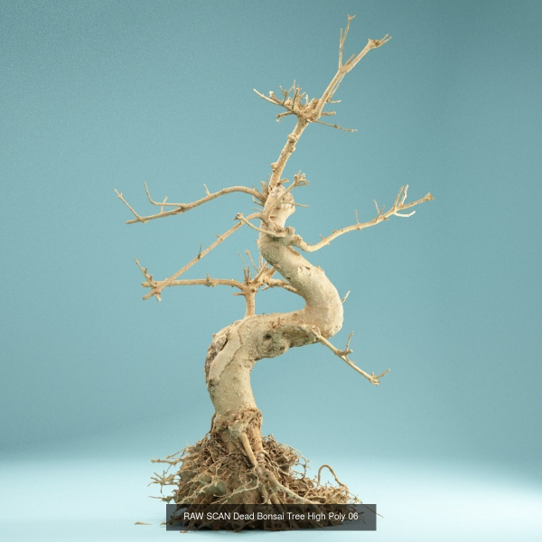 9 RAW SCAN Dead Bonsai Tree High Poly