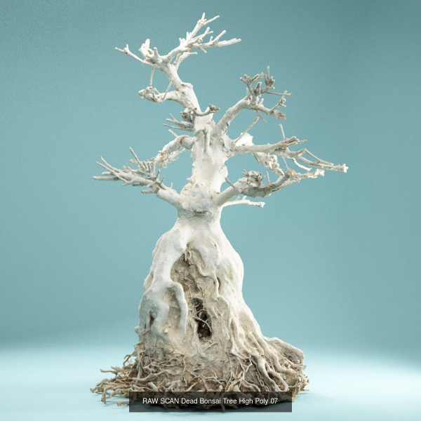 9 RAW SCAN Dead Bonsai Tree High Poly
