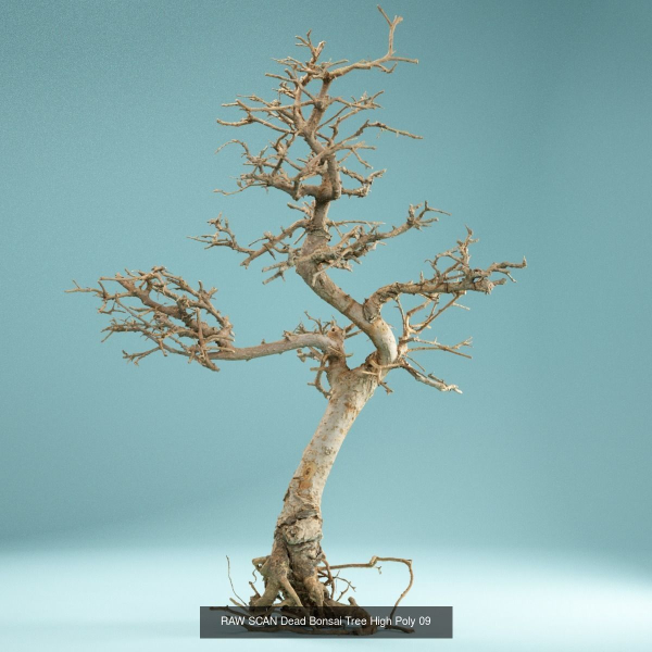 9 RAW SCAN Dead Bonsai Tree High Poly