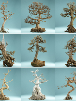 9 RAW SCAN Dead Bonsai Tree High Poly