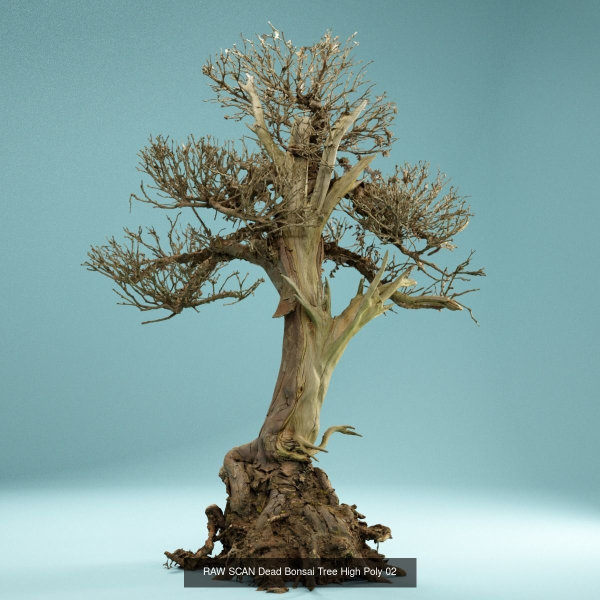 9 RAW SCAN Dead Bonsai Tree High Poly