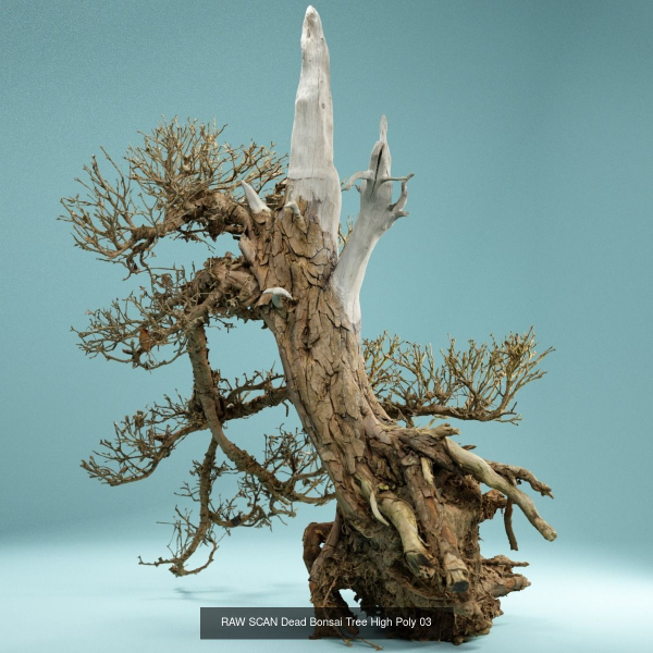 9 RAW SCAN Dead Bonsai Tree High Poly