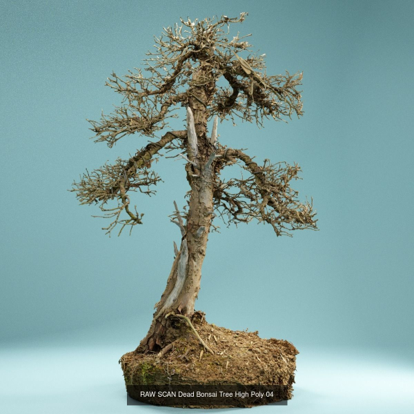 9 RAW SCAN Dead Bonsai Tree High Poly