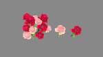 a bunch of roses