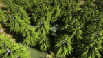 Abandoned Shack in Forest Scene