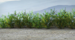 Acacia Ehrenbergiana Shrub