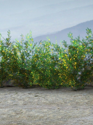acacia-ehrenbergiana-shrub-3d-model-low-poly-max-obj-3ds-fbx