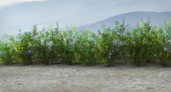 Acacia Ehrenbergiana Shrub