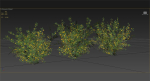 Acacia Ehrenbergiana Shrub