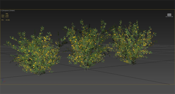 Acacia Ehrenbergiana Shrub