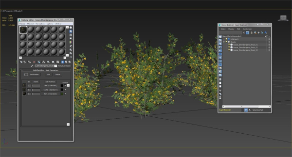 Acacia Ehrenbergiana Shrub