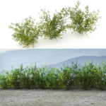 Acacia Ehrenbergiana Shrub