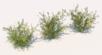 Acacia Ehrenbergiana Shrub