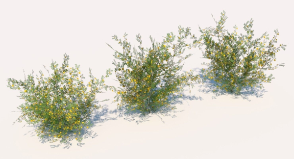 Acacia Ehrenbergiana Shrub
