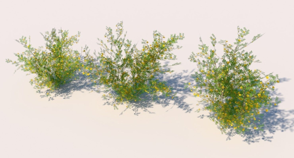 Acacia Ehrenbergiana Shrub