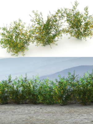Acacia Ehrenbergiana Shrub