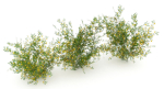 Acacia Ehrenbergiana Shrub