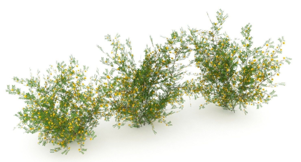 Acacia Ehrenbergiana Shrub