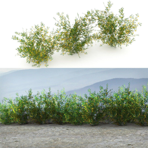 Acacia Ehrenbergiana Shrub