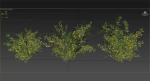 Acacia Ehrenbergiana Shrub