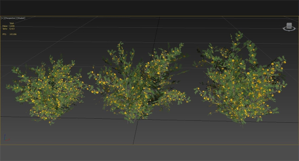 Acacia Ehrenbergiana Shrub