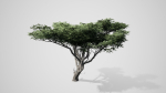 Acacia Tree
