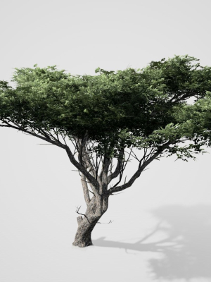 acacia-tree-3d-model-low-poly-obj-fbx-stl