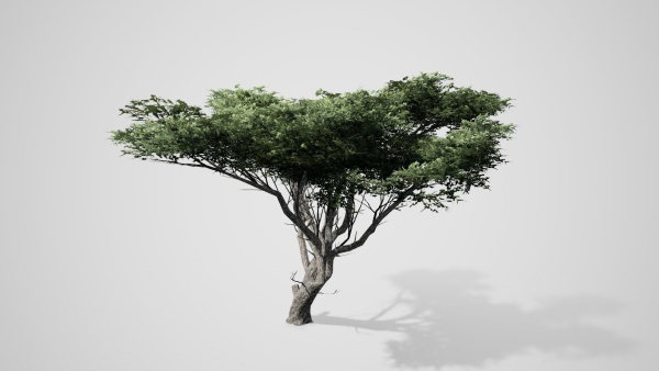 Acacia Tree