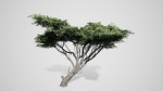 Acacia Tree