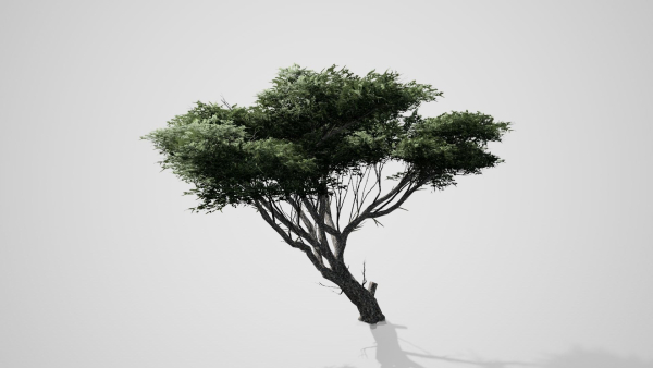 Acacia Tree
