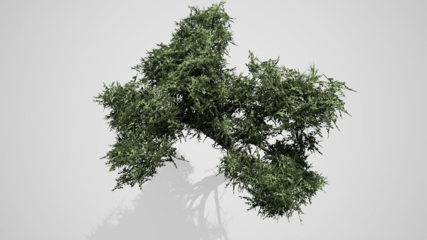 Acacia Tree