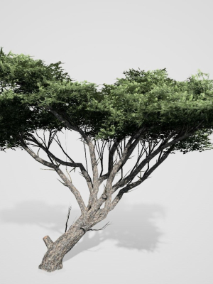 Acacia Tree