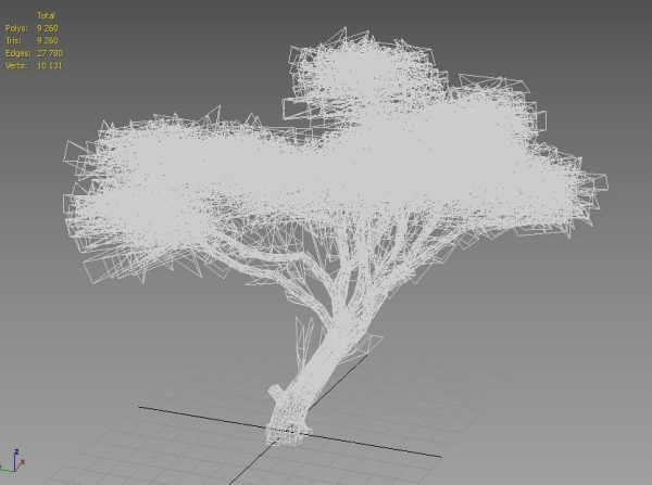 Acacia Tree