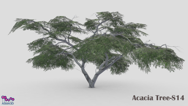 Acacia Tree-S14