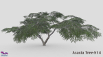Acacia Tree-S14