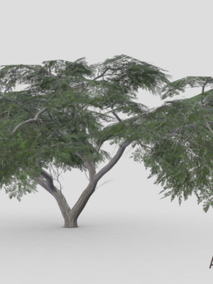 acacia-tree-s14-3d-model-65573b0c1b