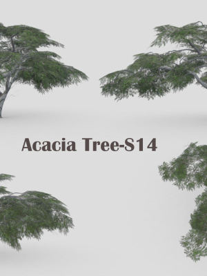 Acacia Tree-S14