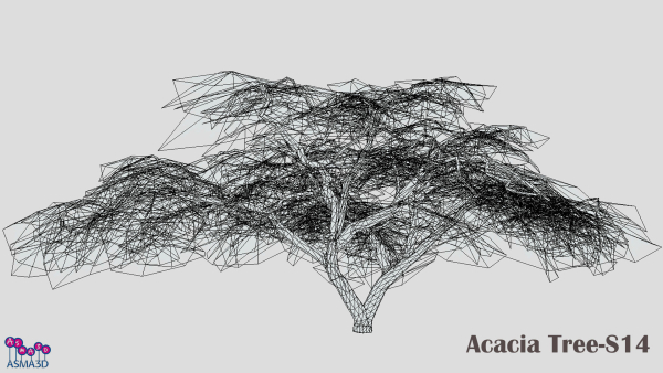 Acacia Tree-S14