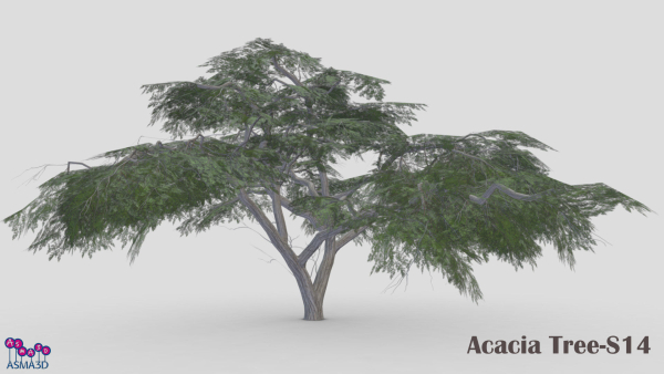 Acacia Tree-S14