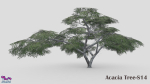 Acacia Tree-S14