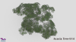 Acacia Tree-S14