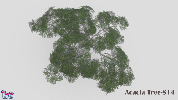 Acacia Tree-S14
