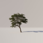 Acacia Tree Set