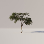 Acacia Tree Set