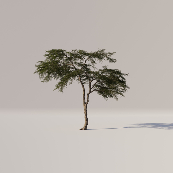 Acacia Tree Set