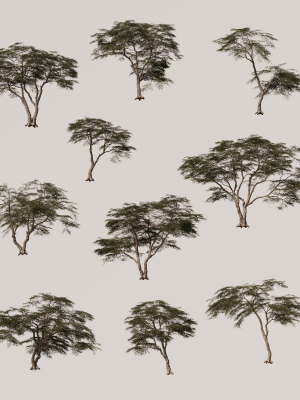 Acacia Tree Set